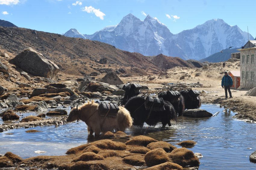 yak at Everest base camp